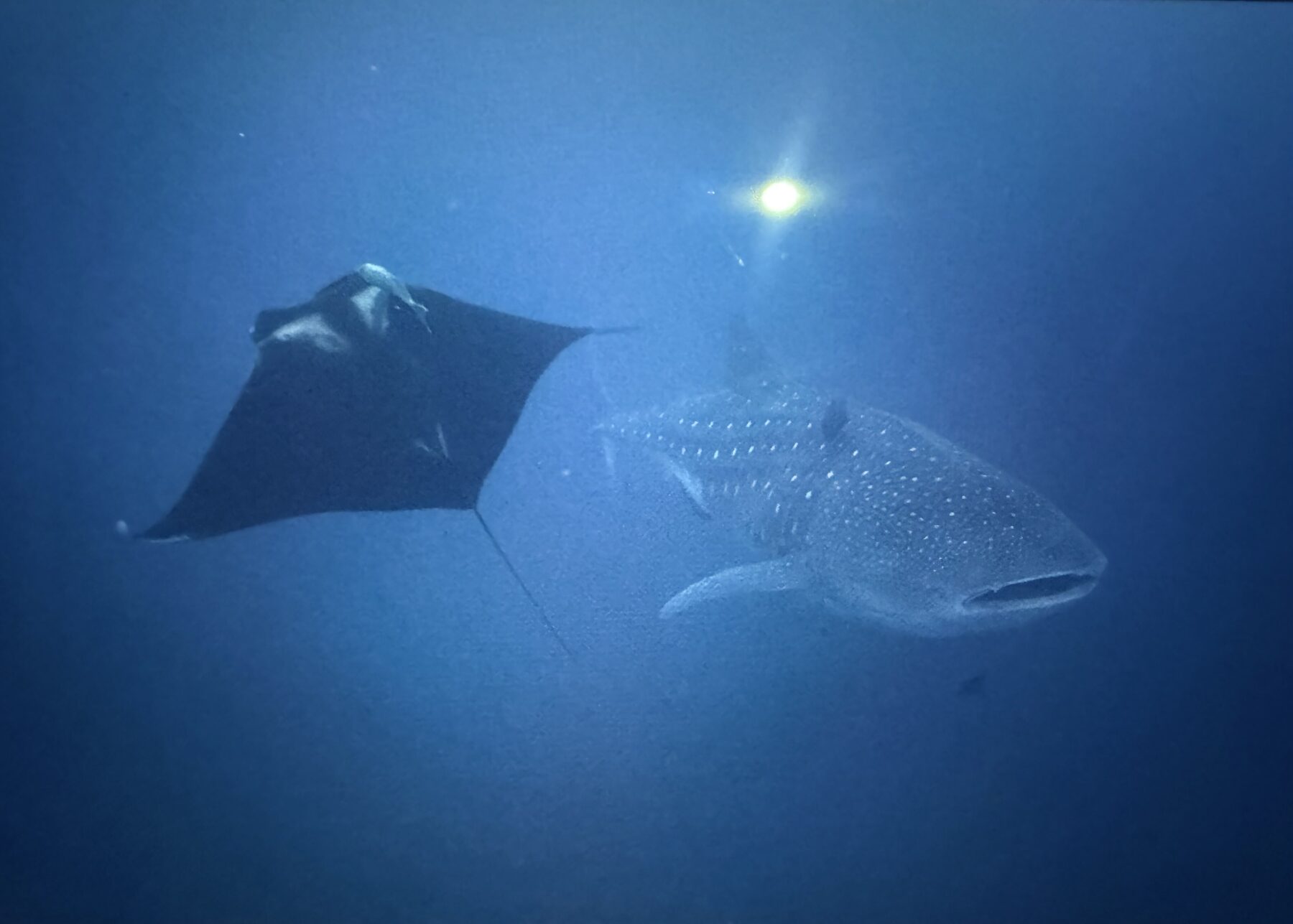 Whale shark and manta ray swimming together in blue water